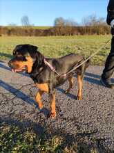 JOYA, Hund, Rottweiler in Fluorn-Winzeln - Bild 10