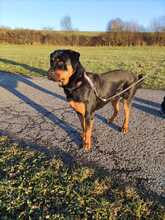 JOYA, Hund, Rottweiler in Fluorn-Winzeln - Bild 2