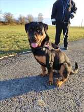 JOYA, Hund, Rottweiler in Fluorn-Winzeln - Bild 3