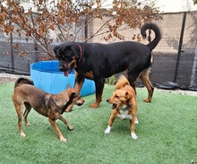 JOYA, Hund, Rottweiler in Fluorn-Winzeln - Bild 4