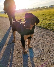 JOYA, Hund, Rottweiler in Fluorn-Winzeln - Bild 5