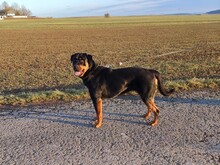 JOYA, Hund, Rottweiler in Fluorn-Winzeln - Bild 6