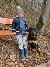 JOYA, Hund, Rottweiler in Fluorn-Winzeln - Bild 7