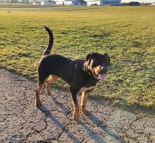 JOYA, Hund, Rottweiler in Fluorn-Winzeln - Bild 9