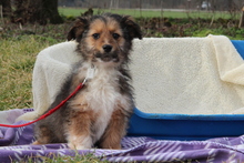 EYMEN, Hund, Mischlingshund in Hagen - Bild 1