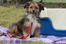 EYMEN, Hund, Mischlingshund in Hagen - Bild 2