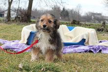 EYMEN, Hund, Mischlingshund in Hagen - Bild 3