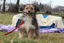 EYMEN, Hund, Mischlingshund in Hagen - Bild 4