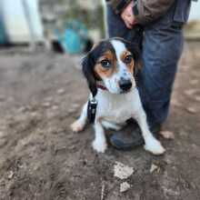 SCARLET, Hund, Mischlingshund in Ungarn - Bild 1