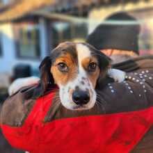 SCARLET, Hund, Mischlingshund in Ungarn - Bild 2