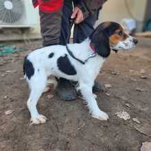 SCARLET, Hund, Mischlingshund in Ungarn - Bild 3