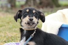 STAN, Hund, Mischlingshund in Hagen - Bild 1