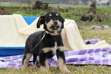 STAN, Hund, Mischlingshund in Hagen - Bild 2