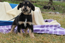 STAN, Hund, Mischlingshund in Hagen - Bild 3