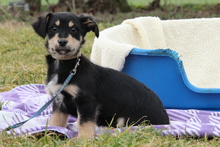 STAN, Hund, Mischlingshund in Hagen - Bild 4