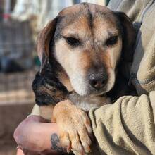 MERLIN, Hund, Mischlingshund in Ungarn - Bild 2