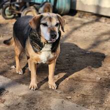 MERLIN, Hund, Mischlingshund in Ungarn - Bild 3