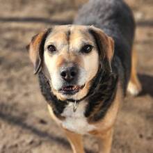 MERLIN, Hund, Mischlingshund in Ungarn - Bild 4