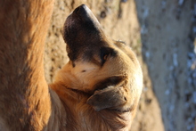 HOGOLYO, Hund, Mischlingshund in Ungarn - Bild 1