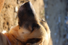 HOGOLYO, Hund, Mischlingshund in Ungarn - Bild 2