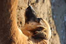 HOGOLYO, Hund, Mischlingshund in Ungarn - Bild 3