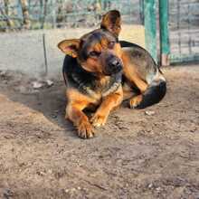 ADEL, Hund, Mischlingshund in Ungarn - Bild 1