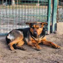 ADEL, Hund, Mischlingshund in Ungarn - Bild 2