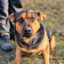 ADEL, Hund, Mischlingshund in Ungarn - Bild 4