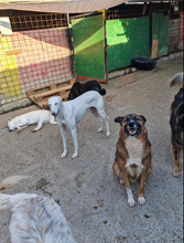 BOSCO, Hund, Deutscher Schäferhund in Rumänien - Bild 11