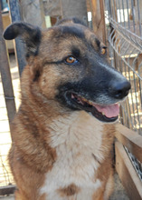 BOSCO, Hund, Deutscher Schäferhund in Rumänien - Bild 13