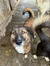 BOSCO, Hund, Deutscher Schäferhund in Rumänien - Bild 6
