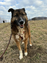 BOSCO, Hund, Schäferhundmischling in Rumänien - Bild 1