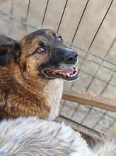 BOSCO, Hund, Schäferhundmischling in Rumänien - Bild 10