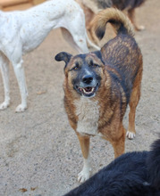 BOSCO, Hund, Schäferhundmischling in Rumänien - Bild 12