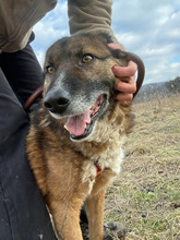 BOSCO, Hund, Schäferhundmischling in Rumänien - Bild 2