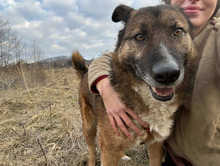 BOSCO, Hund, Schäferhundmischling in Rumänien - Bild 3