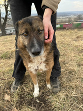 BOSCO, Hund, Schäferhundmischling in Rumänien - Bild 4