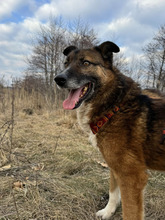 BOSCO, Hund, Schäferhundmischling in Rumänien - Bild 5