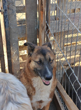 BOSCO, Hund, Schäferhundmischling in Rumänien - Bild 7