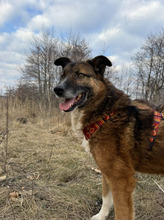 BOSCO, Hund, Schäferhundmischling in Rumänien - Bild 8