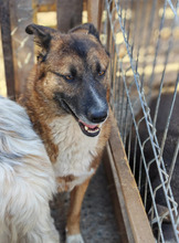 BOSCO, Hund, Schäferhundmischling in Rumänien - Bild 9