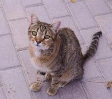 PETRA, Katze, Europäisch Kurzhaar in Spanien - Bild 2