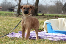 LORINA, Hund, Mischlingshund in Hagen - Bild 1