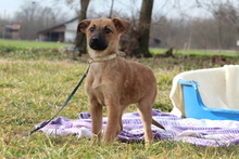 LORINA, Hund, Mischlingshund in Hagen - Bild 3