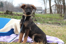 LIA, Hund, Mischlingshund in Hagen - Bild 1