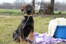 LIA, Hund, Mischlingshund in Hagen - Bild 2