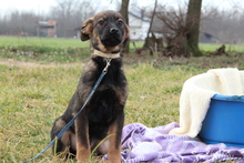 LIA, Hund, Mischlingshund in Hagen - Bild 3