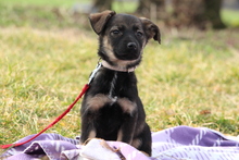 AMELIE, Hund, Mischlingshund in Hagen - Bild 1