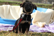 AMELIE, Hund, Mischlingshund in Hagen - Bild 2