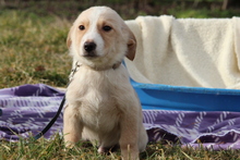 DANO, Hund, Mischlingshund in Hagen - Bild 2